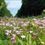 Gastbeitrag über den Botanischer Garten in Bonn von Hakan Cengiz Foto Bloggerin von Magische augenblicke