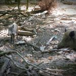 Foto Bilder Wildgehege auf Gut Leidenhausen: Rothirsche und Wildschweine